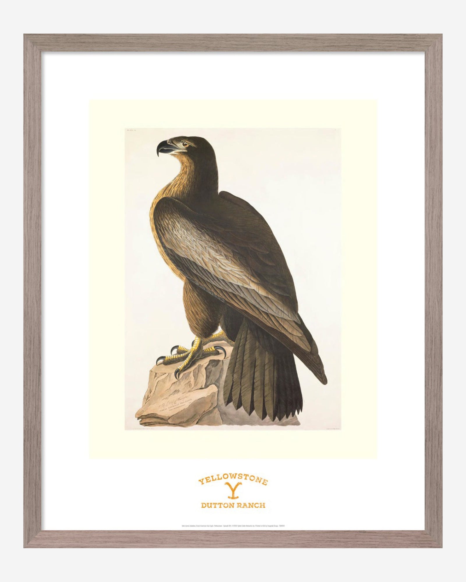 Capital Dining Room Art: John James Audubon, Great American Sea Eagle