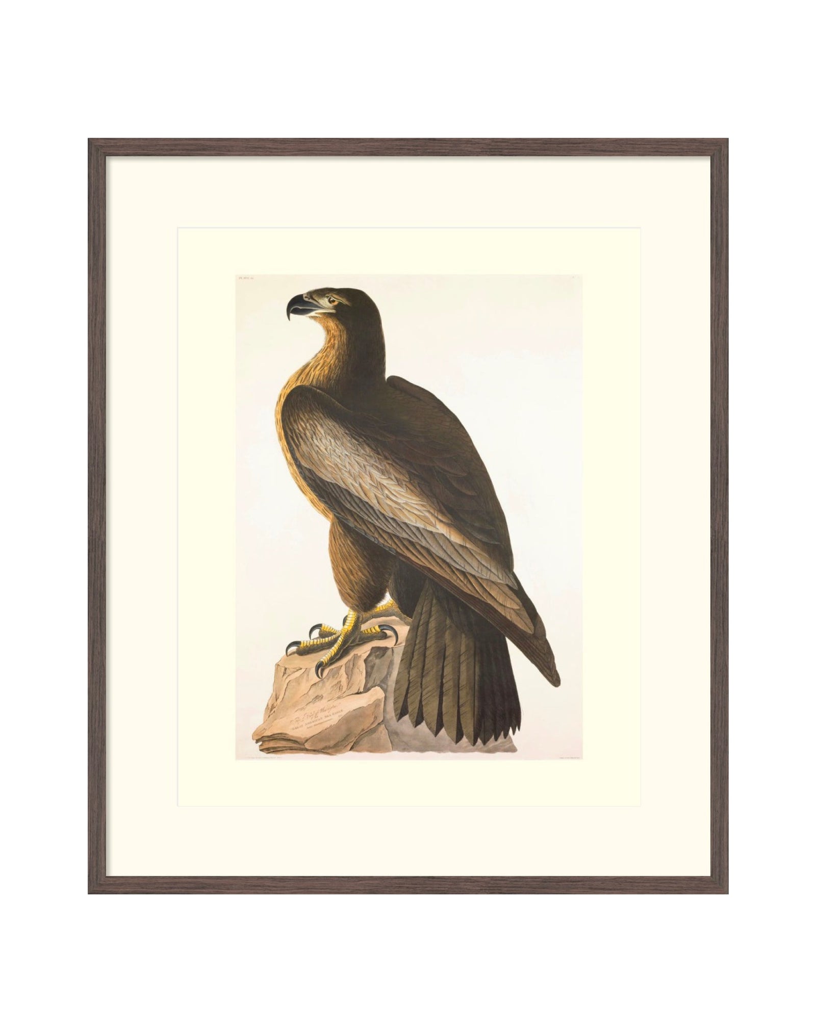 Capital Dining Room Art: John James Audubon, Great American Sea Eagle