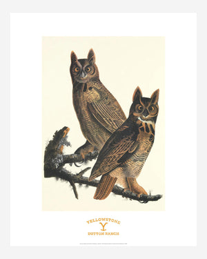 Capital Dining Room Art: John James Audubon, Great Horned Owl
