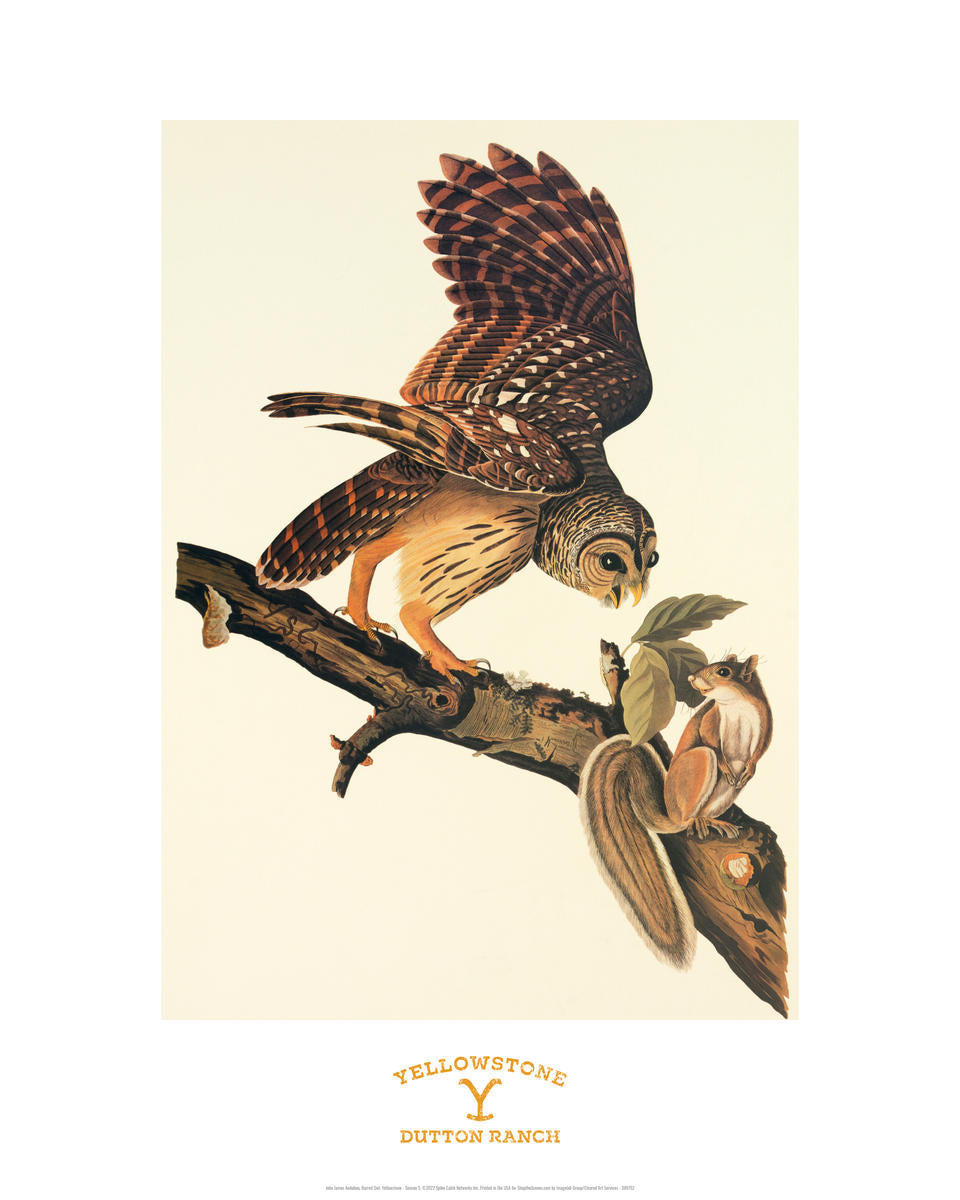 John James Audubon, Barred Owl