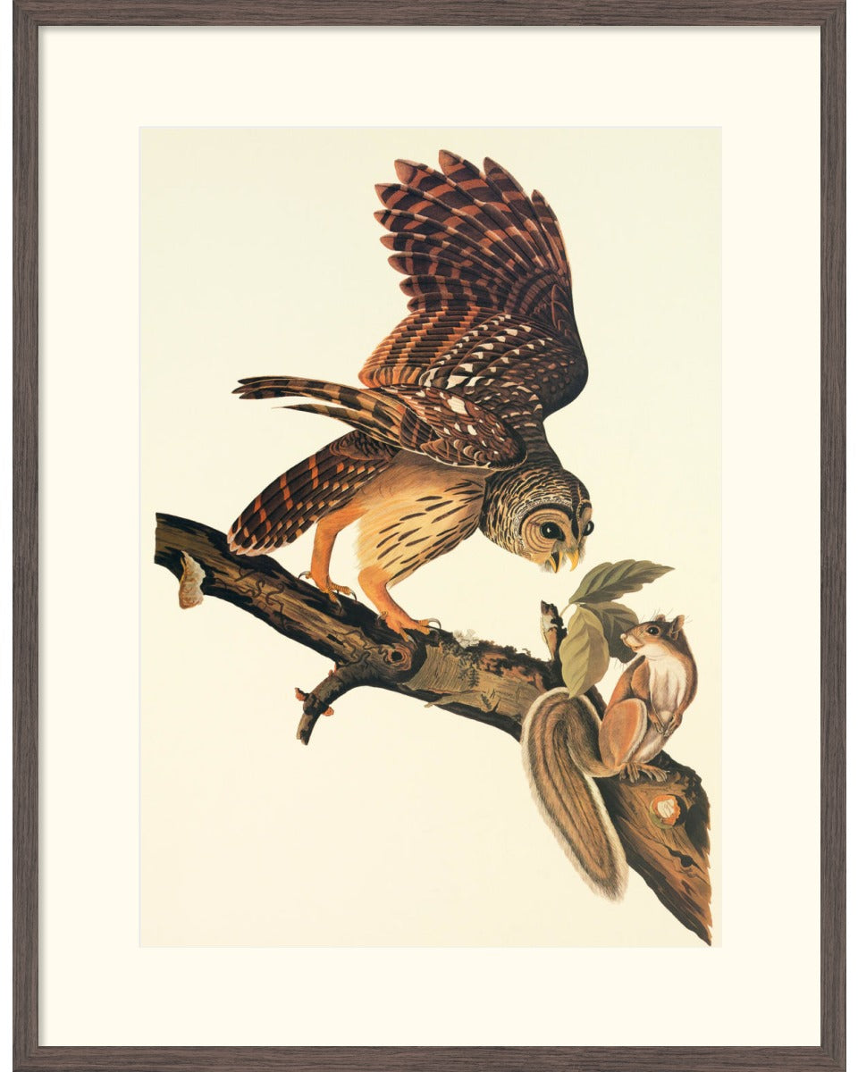 John James Audubon, Barred Owl