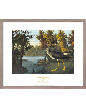 John James Audubon, Yellow Shank