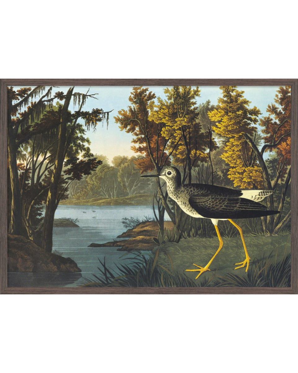 John James Audubon, Yellow Shank